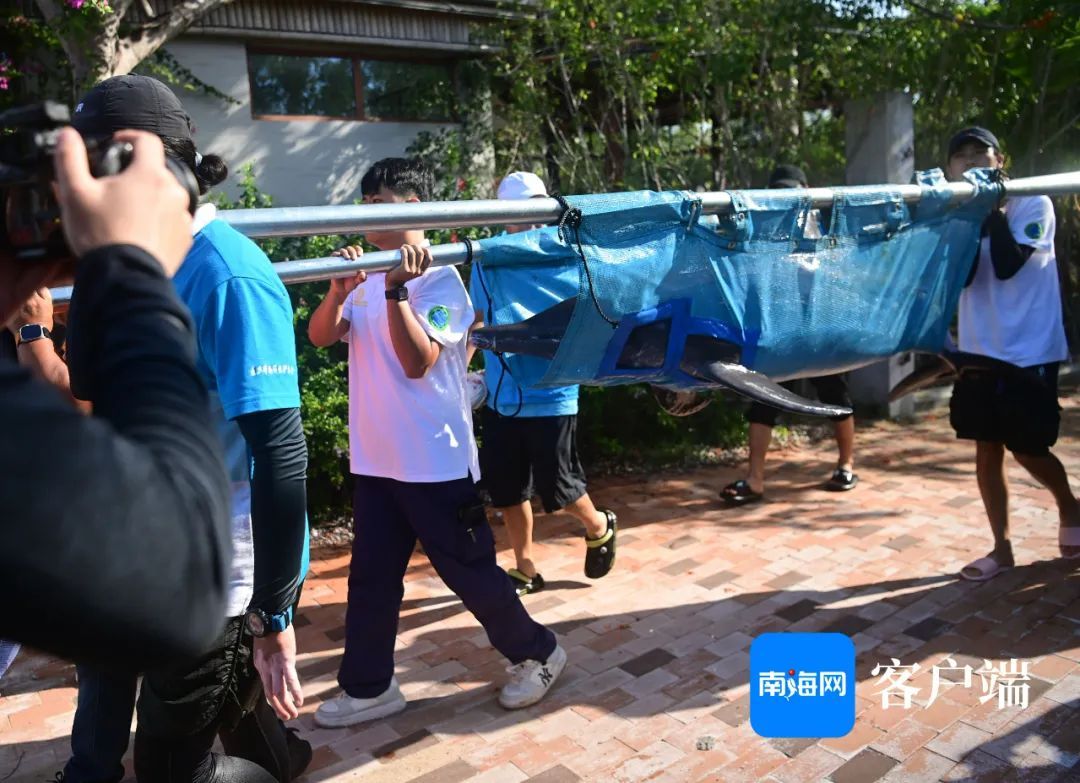 今天,“阳阳”回家! 今天,“阳阳”回家!