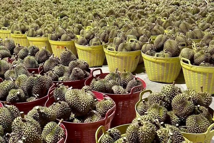 榴莲便宜了,原来与这条铁路有关! 榴莲便宜了,原来与这条铁路有关!