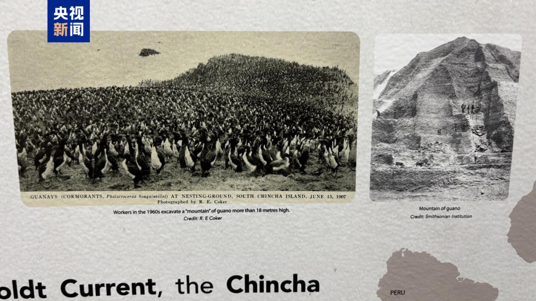 这一全球极危物种濒临野外灭绝 这一全球极危物种濒临野外灭绝