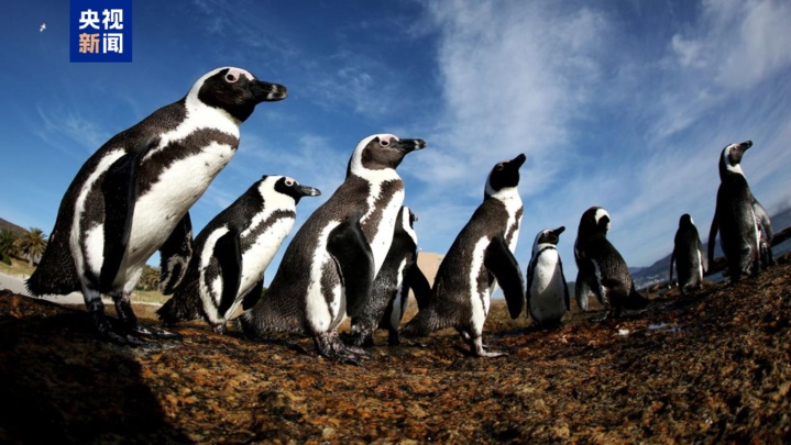 百年内数量锐减至不足1% 非洲企鹅为何迅速消失? 百年内数量锐减至不足1% 非洲企鹅为何迅速消失?