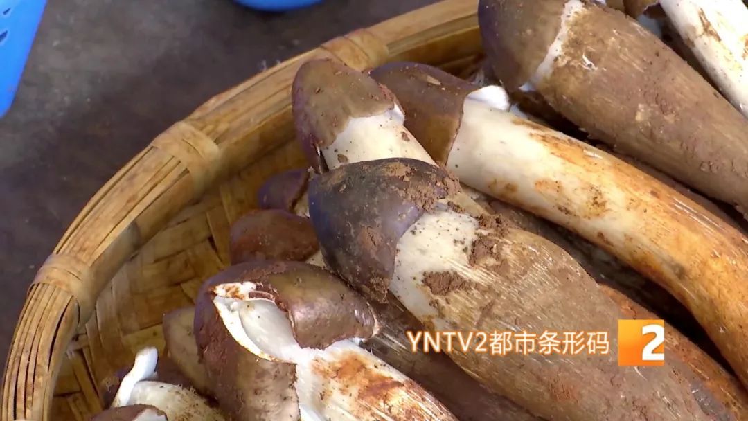 才开始，单日寄件已超2000单！云南野生菌火到全国各地……