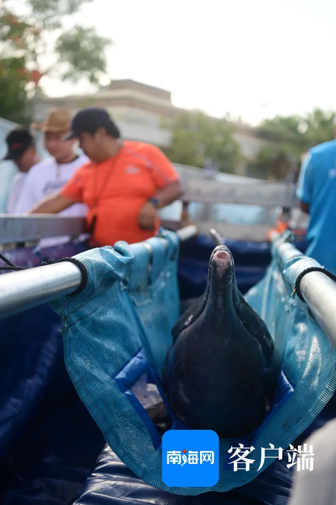 今天,“阳阳”回家! 今天,“阳阳”回家!