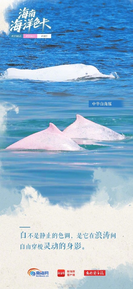 海南海洋“多巴胺配色”,每一帧都是屏保! 海南海洋“多巴胺配色”,每一帧都是屏保!