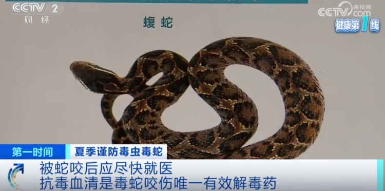 上海医院接诊蛇咬伤事件增多,如何辨别是否为毒蛇所咬 上海医院接诊蛇咬伤事件增多,如何辨别是否为毒蛇所咬