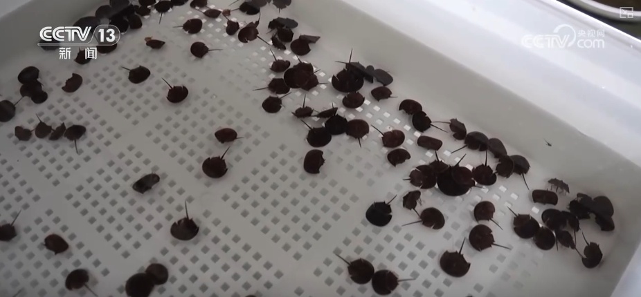 制度完善→设施升级→系统修复,结硕果!多维度绘就海洋生态保护美丽画卷 制度完善→设施升级→系统修复,结硕果!多维度绘就海洋生态保护美丽画卷