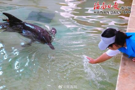 三亚糙齿海豚回归大海 三亚糙齿海豚回归大海