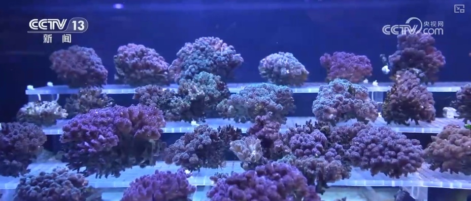 制度完善→设施升级→系统修复,结硕果!多维度绘就海洋生态保护美丽画卷 制度完善→设施升级→系统修复,结硕果!多维度绘就海洋生态保护美丽画卷