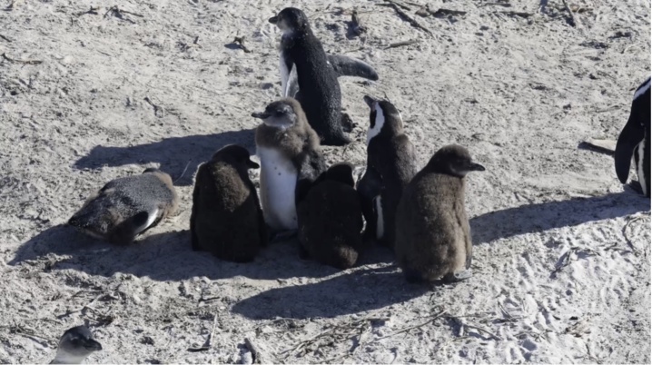 百年内数量锐减至不足1% 非洲企鹅为何迅速消失? 百年内数量锐减至不足1% 非洲企鹅为何迅速消失?