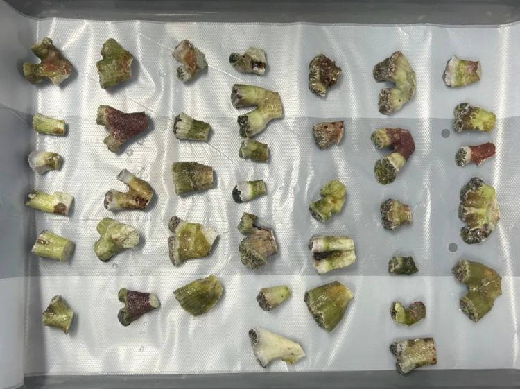 “行走的珊瑚礁”，罗湖海关查获旅客携带濒危石珊瑚39株进境案