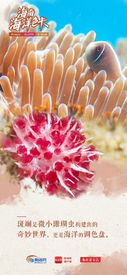 海南海洋“多巴胺配色”,每一帧都是屏保! 海南海洋“多巴胺配色”,每一帧都是屏保!