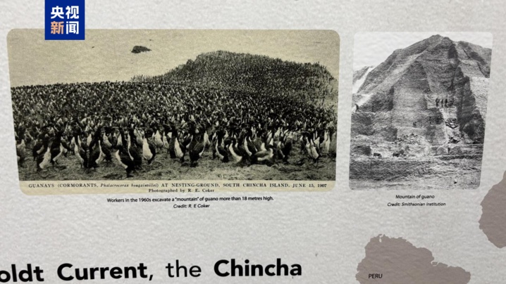 百年内数量锐减至不足1% 非洲企鹅为何迅速消失? 百年内数量锐减至不足1% 非洲企鹅为何迅速消失?