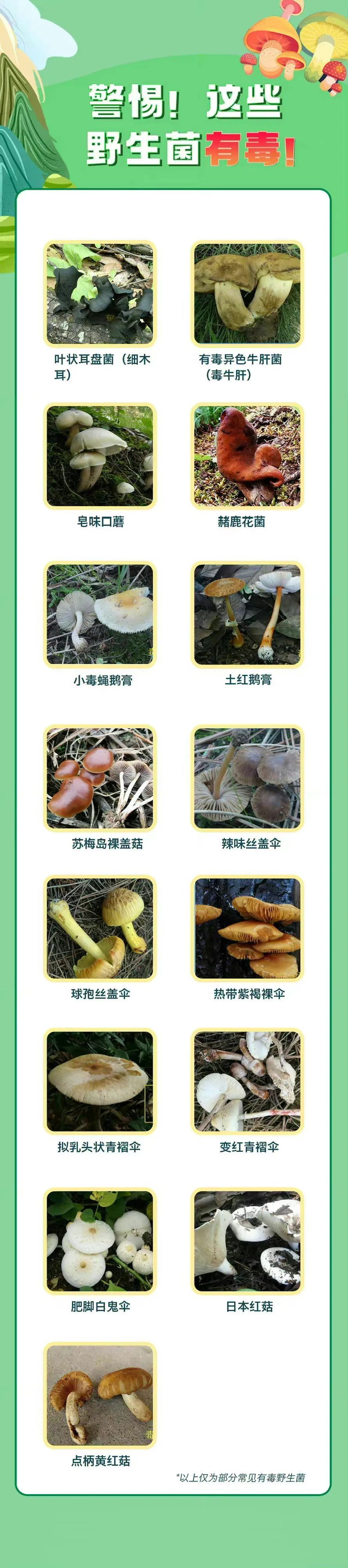 警惕这些野生菌,有毒! 警惕这些野生菌,有毒!