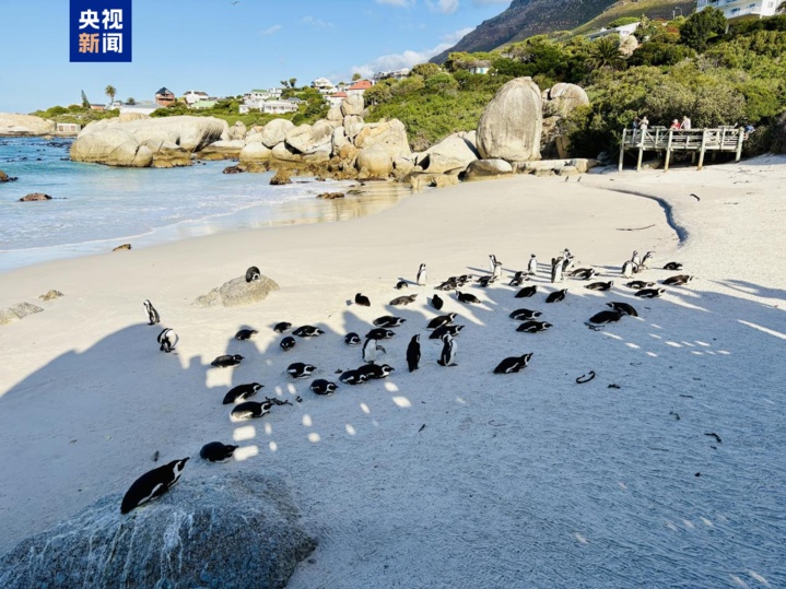 百年内数量锐减至不足1% 非洲企鹅为何迅速消失? 百年内数量锐减至不足1% 非洲企鹅为何迅速消失?