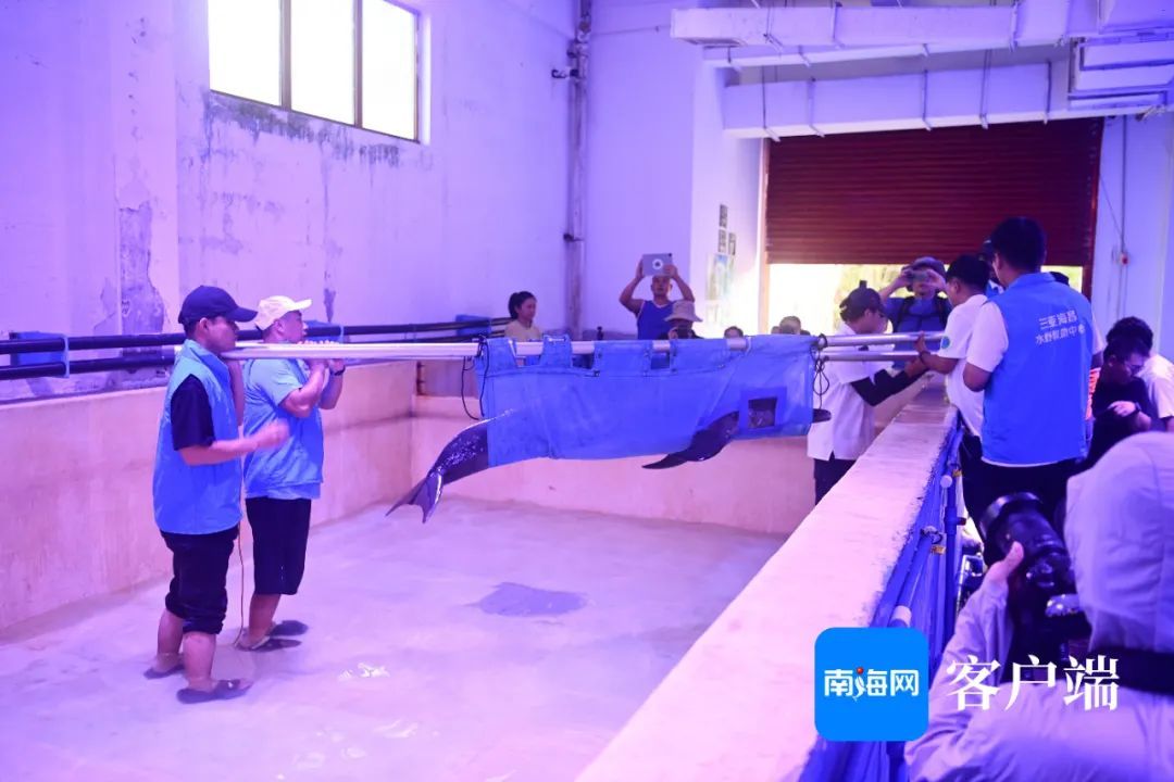 今天,“阳阳”回家! 今天,“阳阳”回家!