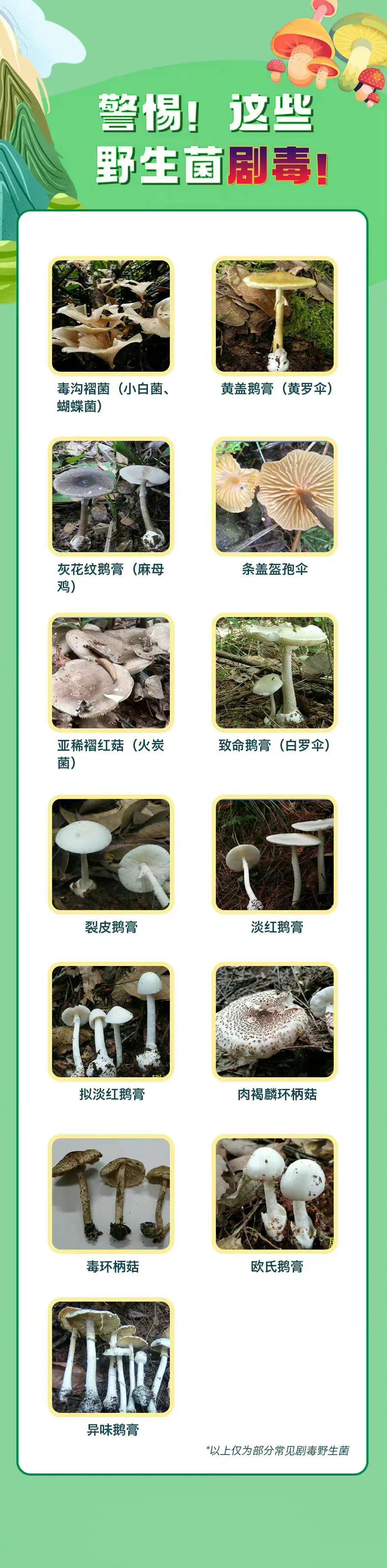 警惕这些野生菌,有毒! 警惕这些野生菌,有毒!