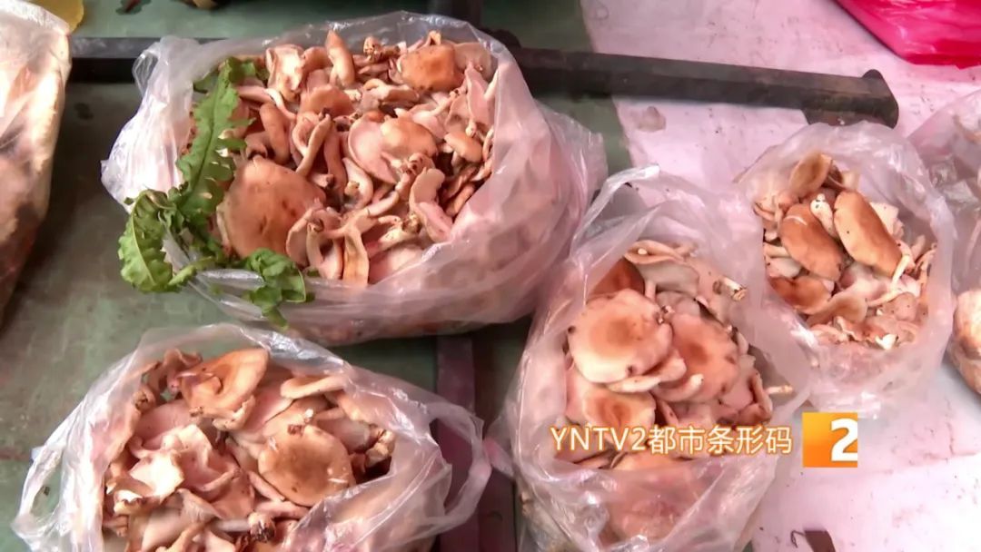 才开始，单日寄件已超2000单！云南野生菌火到全国各地……