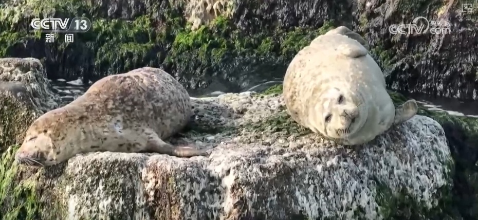 制度完善→设施升级→系统修复,结硕果!多维度绘就海洋生态保护美丽画卷 制度完善→设施升级→系统修复,结硕果!多维度绘就海洋生态保护美丽画卷