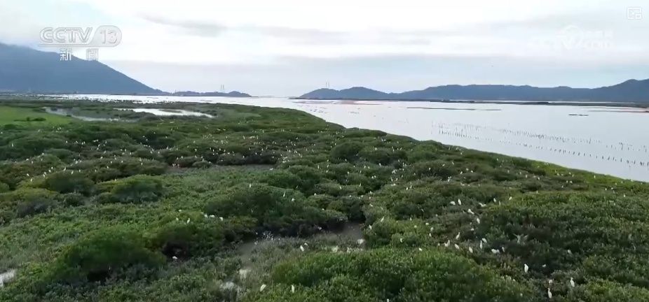 制度完善→设施升级→系统修复,结硕果!多维度绘就海洋生态保护美丽画卷 制度完善→设施升级→系统修复,结硕果!多维度绘就海洋生态保护美丽画卷