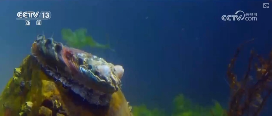 制度完善→设施升级→系统修复,结硕果!多维度绘就海洋生态保护美丽画卷 制度完善→设施升级→系统修复,结硕果!多维度绘就海洋生态保护美丽画卷