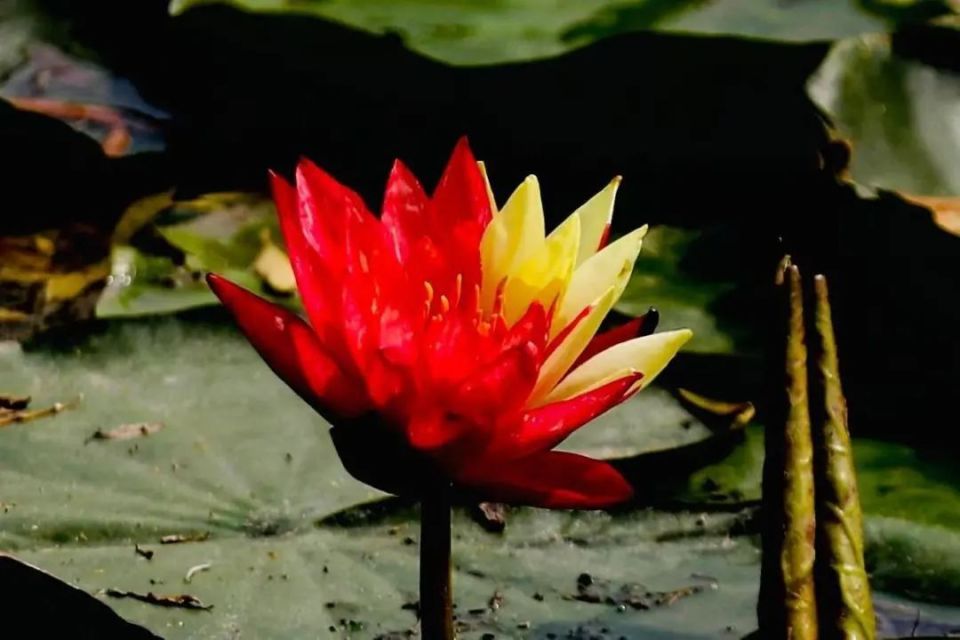 罕见双色睡莲再现济南大明湖！拍摄者：祝愿考生好运莲莲，金榜题名