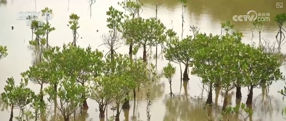 制度完善→设施升级→系统修复,结硕果!多维度绘就海洋生态保护美丽画卷 制度完善→设施升级→系统修复,结硕果!多维度绘就海洋生态保护美丽画卷