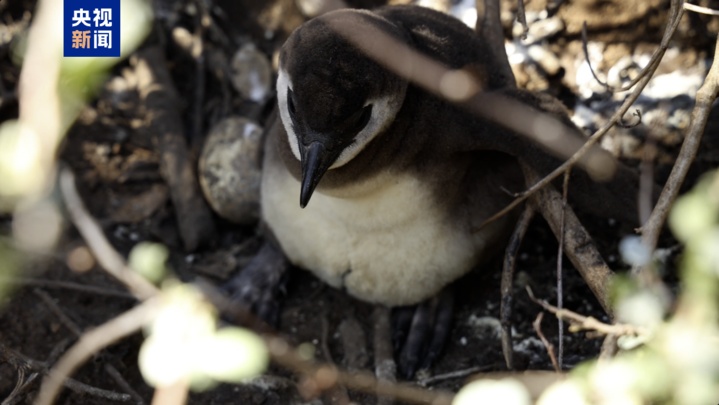 百年内数量锐减至不足1% 非洲企鹅为何迅速消失? 百年内数量锐减至不足1% 非洲企鹅为何迅速消失?