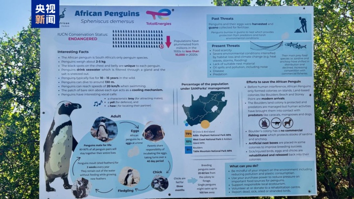 百年内数量锐减至不足1% 非洲企鹅为何迅速消失? 百年内数量锐减至不足1% 非洲企鹅为何迅速消失?