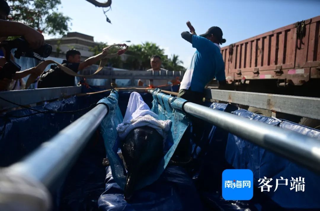 今天,“阳阳”回家! 今天,“阳阳”回家!