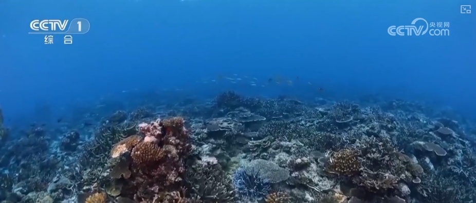 海洋生态保护向“智”向“新” 耕牧“蓝色粮仓”奏响向海图强海洋牧歌