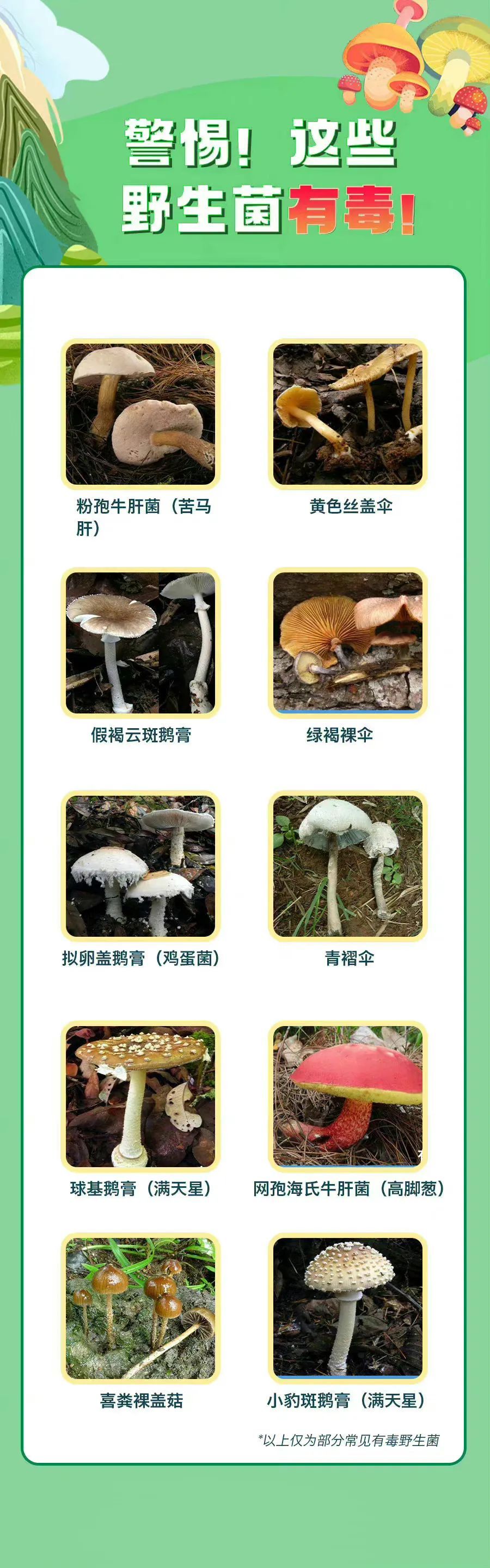 警惕这些野生菌,有毒! 警惕这些野生菌,有毒!