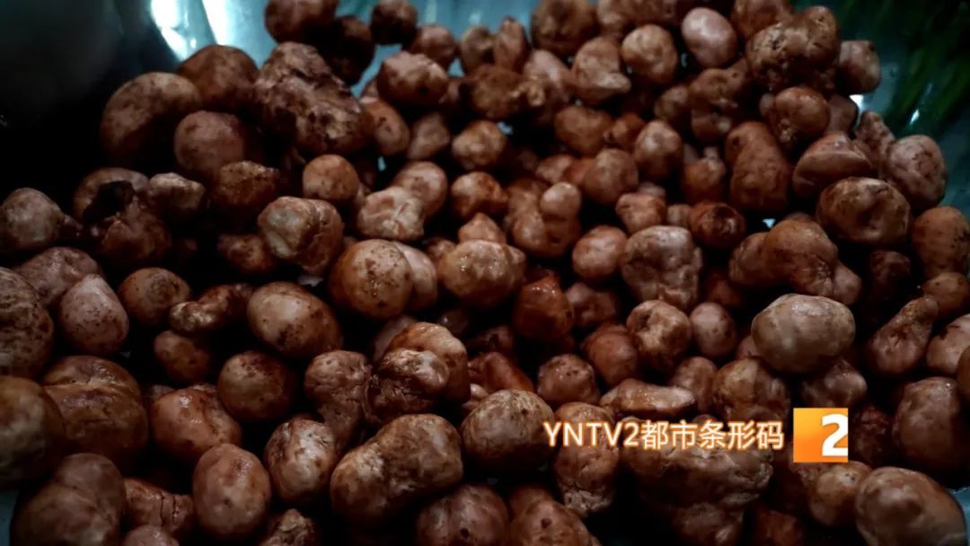 才开始，单日寄件已超2000单！云南野生菌火到全国各地……
