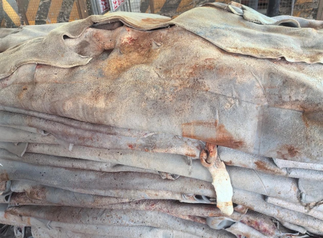 黄埔海关查获发霉、携带蜚蠊的蓝湿牛皮63吨,后续将做退回或者销毁处理 黄埔海关查获发霉、携带蜚蠊的蓝湿牛皮63吨,后续将做退回或者销毁处理