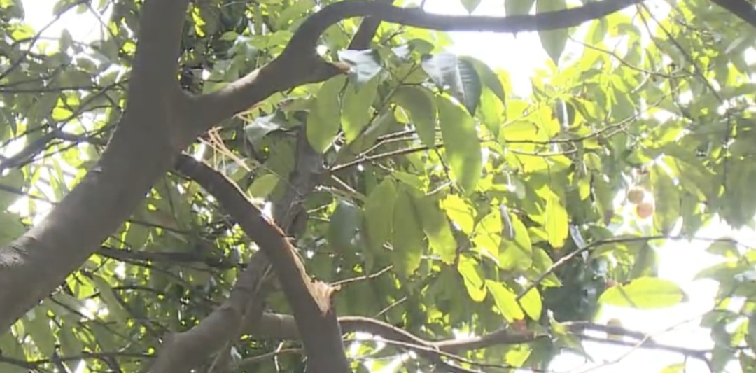 广州一河涌边荔枝树果实被采摘,提醒:不宜食用! 广州一河涌边荔枝树果实被采摘,提醒:不宜食用!