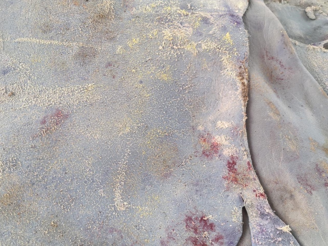 黄埔海关查获发霉、携带蜚蠊的蓝湿牛皮63吨,后续将做退回或者销毁处理 黄埔海关查获发霉、携带蜚蠊的蓝湿牛皮63吨,后续将做退回或者销毁处理