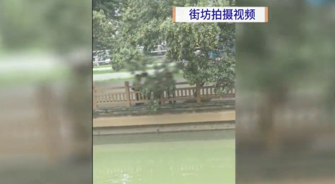 广州一河涌边荔枝树果实被采摘,提醒:不宜食用! 广州一河涌边荔枝树果实被采摘,提醒:不宜食用!