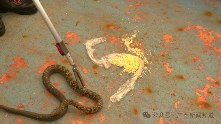 大蒜、花露水、雄黄硫磺粉效果都不佳！遇蛇切勿“硬碰硬”