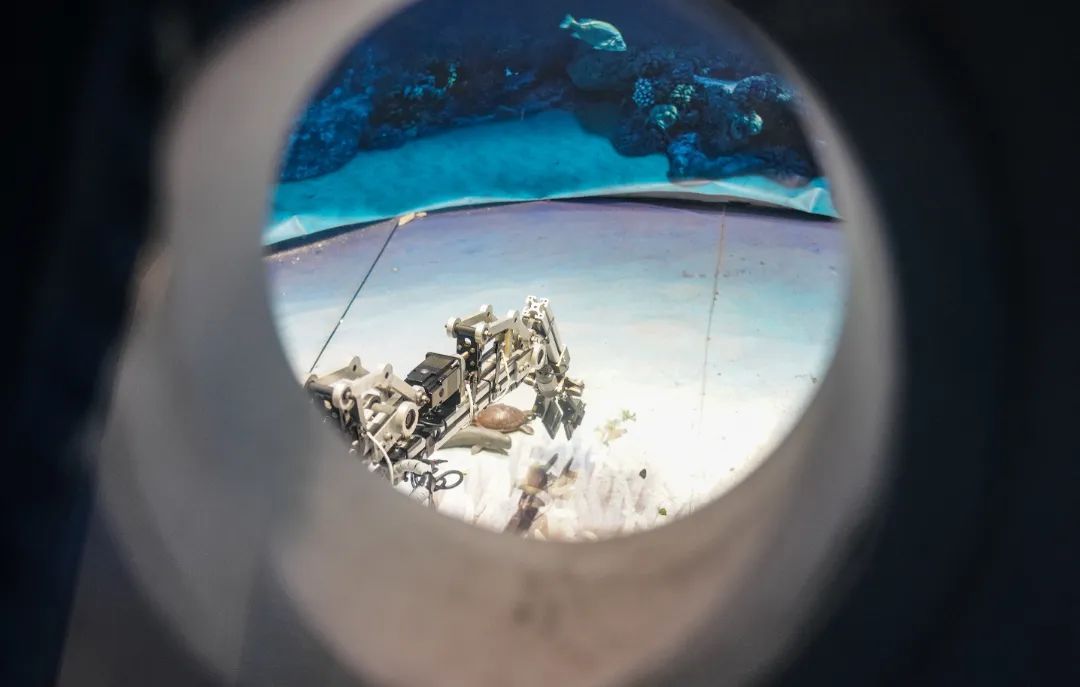 世界海洋日:开启从深海到极地的探秘之旅 世界海洋日:开启从深海到极地的探秘之旅