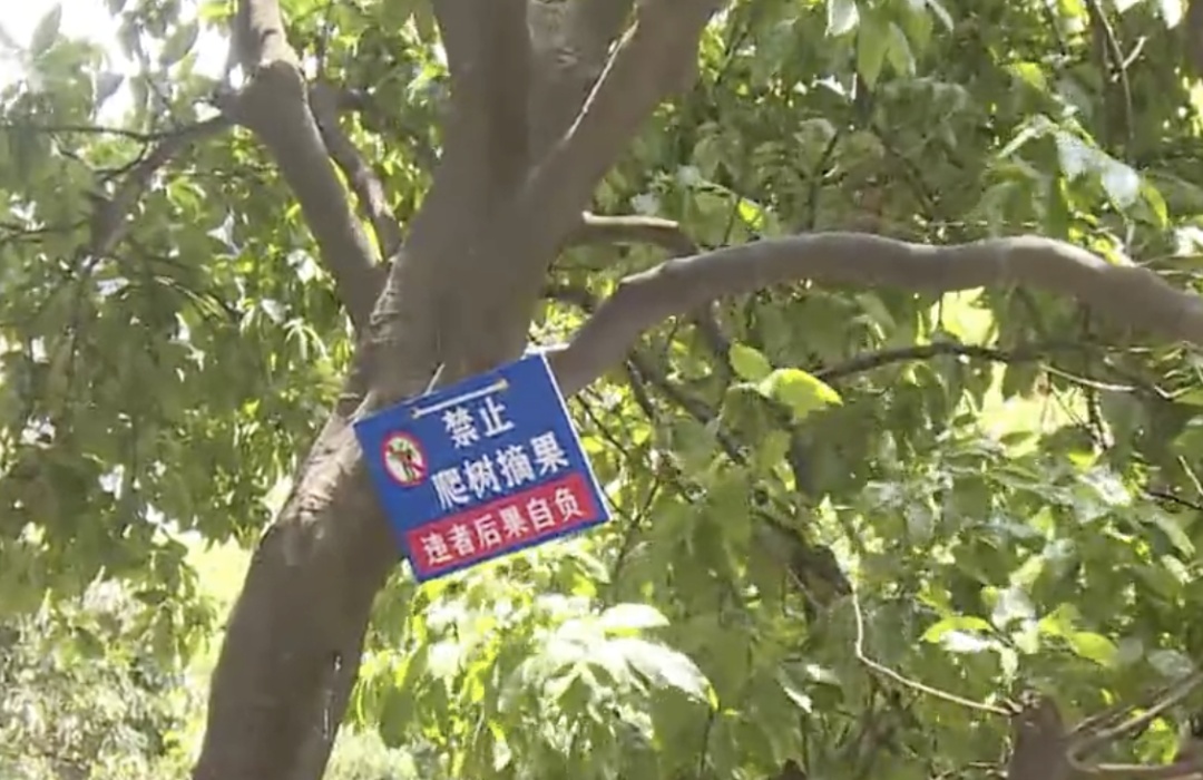 广州一河涌边荔枝树果实被采摘,提醒:不宜食用! 广州一河涌边荔枝树果实被采摘,提醒:不宜食用!