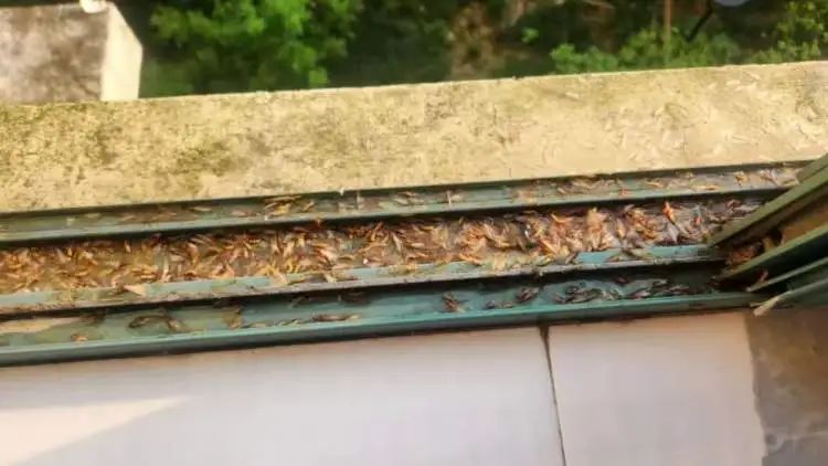 “整个家都被白蚁大军占领了!”市民惊呼:马路上到处都是,门窗紧闭也不管用! “整个家都被白蚁大军占领了!”市民惊呼:马路上到处都是,门窗紧闭也不管用!