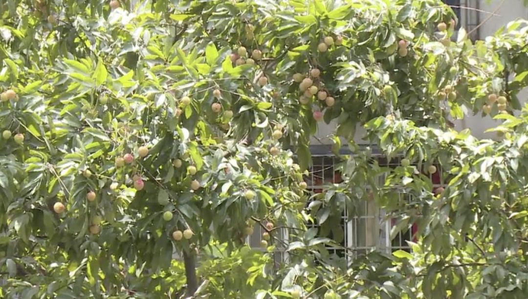 广州一河涌边荔枝树果实被采摘,提醒:不宜食用! 广州一河涌边荔枝树果实被采摘,提醒:不宜食用!