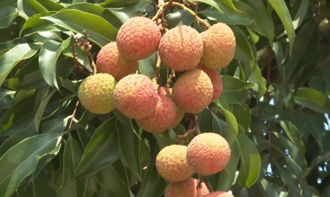 广州一河涌边荔枝树果实被采摘,提醒:不宜食用! 广州一河涌边荔枝树果实被采摘,提醒:不宜食用!