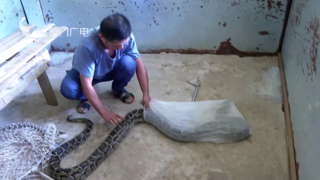 3米长、50斤重!比成人胳膊粗!厦门一仓库内惊现大蟒蛇 3米长、50斤重!比成人胳膊粗!厦门一仓库内惊现大蟒蛇