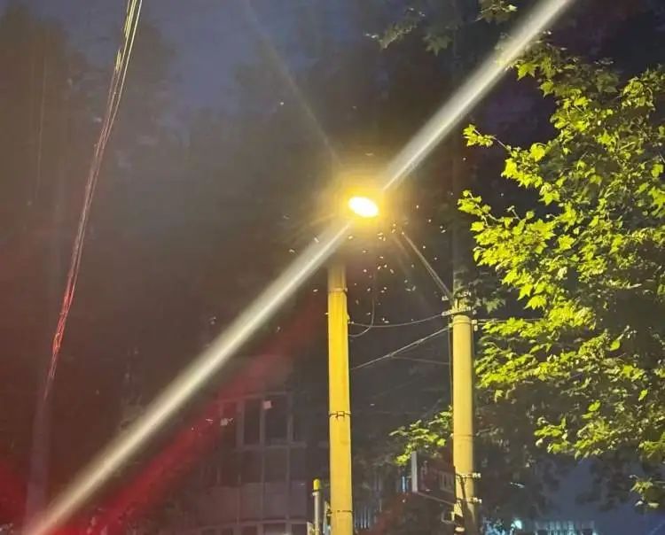 “整个家都被白蚁大军占领了!”市民惊呼:马路上到处都是,门窗紧闭也不管用! “整个家都被白蚁大军占领了!”市民惊呼:马路上到处都是,门窗紧闭也不管用!