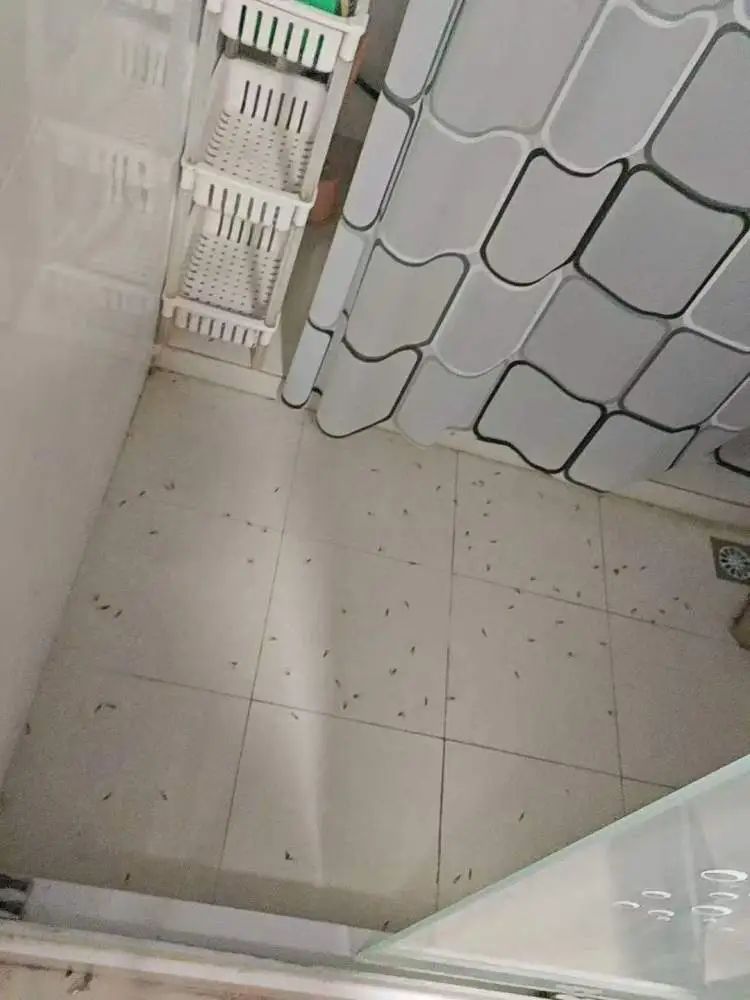 “整个家都被白蚁大军占领了!”市民惊呼:马路上到处都是,门窗紧闭也不管用! “整个家都被白蚁大军占领了!”市民惊呼:马路上到处都是,门窗紧闭也不管用!