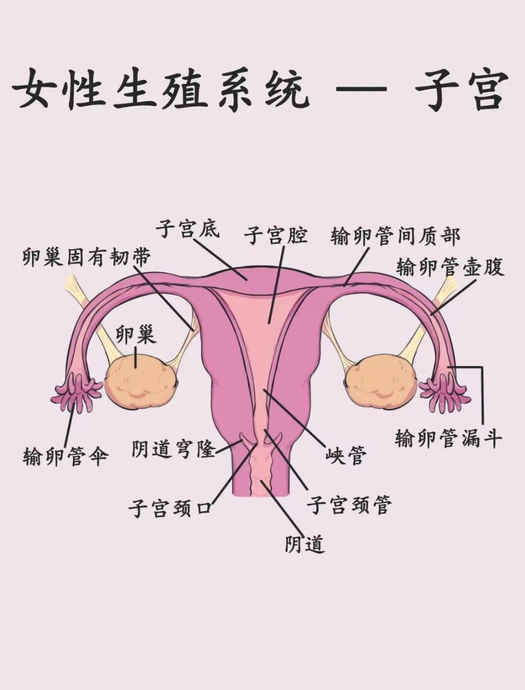 空腹运动会导致卵巢早衰?真相竟然是…… 空腹运动会导致卵巢早衰?真相竟然是……