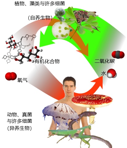 微生物生存奇招：细菌竟能靠“放电”进行呼吸？