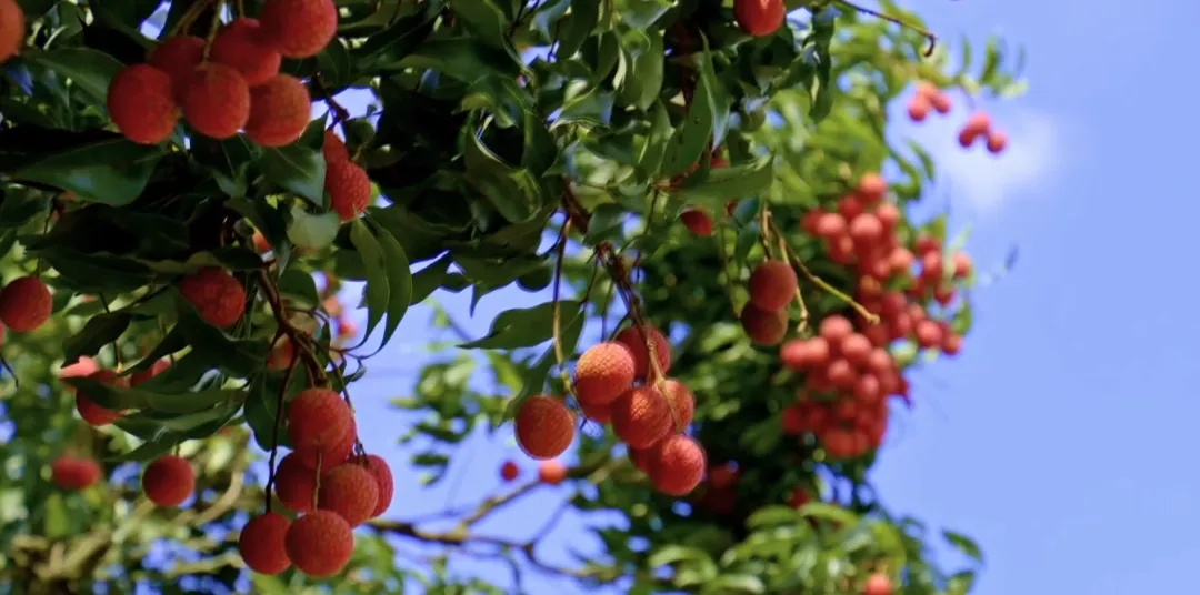 广州一河涌边荔枝树果实被采摘,提醒:不宜食用! 广州一河涌边荔枝树果实被采摘,提醒:不宜食用!
