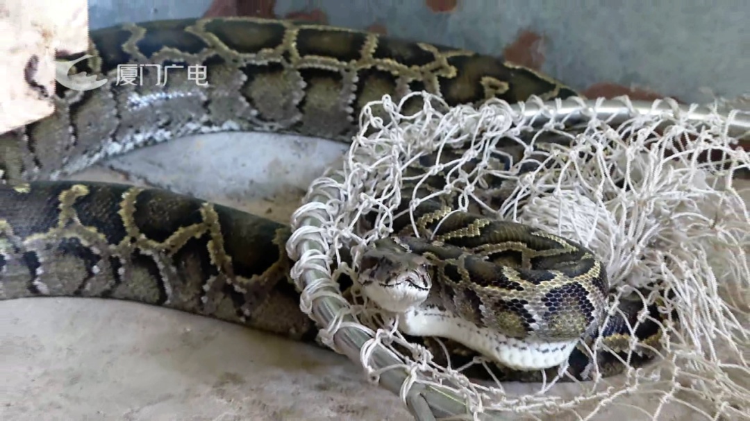 3米长、50斤重!比成人胳膊粗!厦门一仓库内惊现大蟒蛇 3米长、50斤重!比成人胳膊粗!厦门一仓库内惊现大蟒蛇
