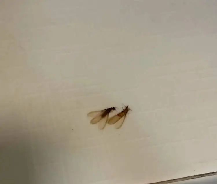 “整个家都被白蚁大军占领了!”市民惊呼:马路上到处都是,门窗紧闭也不管用! “整个家都被白蚁大军占领了!”市民惊呼:马路上到处都是,门窗紧闭也不管用!