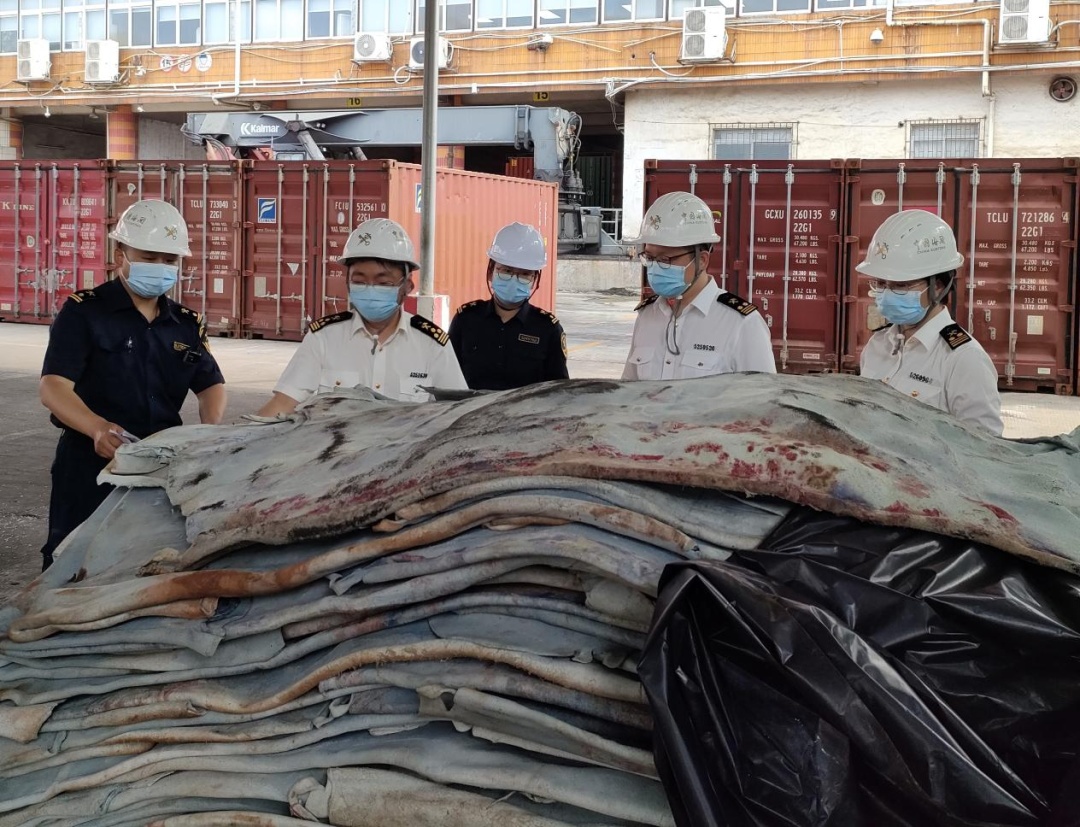 黄埔海关查获发霉、携带蜚蠊的蓝湿牛皮63吨,后续将做退回或者销毁处理 黄埔海关查获发霉、携带蜚蠊的蓝湿牛皮63吨,后续将做退回或者销毁处理